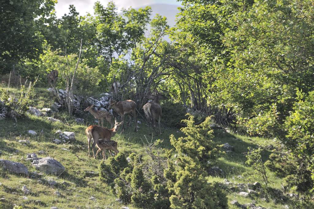 Cuccioli  (fotoracconto)